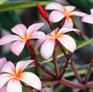 Meet your Posher, Ayesha